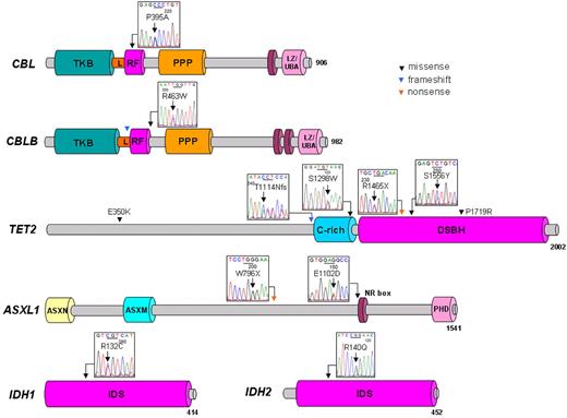 Figure 1. Distribution of mutations in tested genes in 10 patients with CML. Schematic representation shows the main domains, primarily the tyrosine kinase binding (TKB) domain, linker sequence (L), RING finger domain (RF), proline-rich region (PPP), and leucine zipper (LZ)/ubiquitin-associated domain (UBA) of the CBL family, cysteine (C)–rich domain, and double-stranded β helix (DSBH) domain of TET2, additional sex comb (ASX) N-terminal (ASXN) domain, ASX-middle (ASXM) domain, nuclear receptor coregulator binding (NR box) motif, plant homeo domain (PHD) of ASXL1, and isocitrate dehydrogenase superfamily (IDS) region of IDH1/2. Genomic sequencing of protein-coding regions and splice sites showed missense (black), nonsense (orange), and frameshift mutations (blue) in CBL, CBLB, TET2, ASXL1, IDH1, and IDH2 genes. All base pair changes identified occurred in a heterozygous constellation.