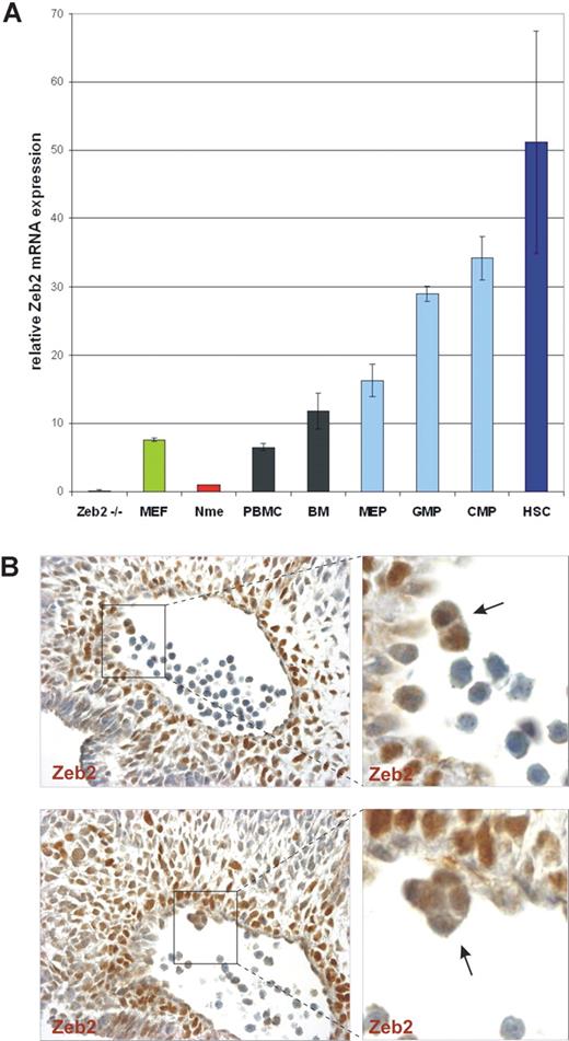 Figure 1. Zeb2 is highly expressed in embryonic hematopoietic clusters and adult HSCs. (A) qRT-PCR using Zeb2-specific primers on total RNA samples prepared from peripheral blood mononuclear cells (PBMC), bone marrow (BM), FACS-sorted hematopoietic progenitor cells (MEP, megakaryocyte/erythroid progenitors; GMP, granulocyte/monocyte progenitors; CMP, common myeloid progenitors), and HSCs from adult mice. As a negative control, RNA from feeder-free Zeb2-null ES cells and normal mammary epithelial (Nme) mouse cells were used. As a positive control for Zeb2 mRNA expression, RNA from mouse embryonic fibroblasts (MEF) was used. Bars represent mean ± SD. Two independent sorting experiments were performed and qRT-PCR was done in triplicate on biological duplicates (B) Zeb2 immunohistochemical staining of sections of the AGM region of a E10.5 embryo (400× magnification), demonstrating Zeb2 protein presence in hematopoietic clusters (arrows) budding from the hemogenic endothelium of the dorsal aorta.
