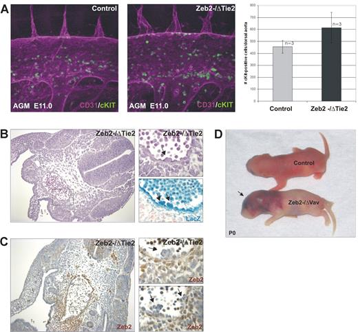 Figure 3. Zeb2 is not essential for the formation of hematopoietic clusters in the AGM. (A) Quantification (right panel) of intraaortic hematopoietic clusters budding from the hemogenic endothelium by whole-mount CD31/cKit immunofluorescence staining of AGM region of E11.5 control wild-type and Zeb2−/ΔTie2-Cre embryos (400× magnification) Bars represent mean ± SD.(B) Hematoxylin/eosin staining (200× magnification on the left, 600× magnification on the right), X-gal staining for LacZ expression showing Cre excision in budding hematopoietic clusters from excised ROSA26-LacZ allele (arrows in B) and (C) IHC with a Zeb2 antibody on AGM sections of E10.5 Zeb2−/ΔTie2-Cre embryo (200× magnification on the left, 600× magnification on the right) showing lack of Zeb2 immunoreactivity in the budding hematopoietic clusters (arrows). (D) Vav-iCre–mediated loss of Zeb2 recapitulates the Zeb2−/ΔTie2-Cre cephalic bleeding phenotype. Zeb2−/ΔVav-iCre mice die around birth and show massive cerebral bleeding (arrow).