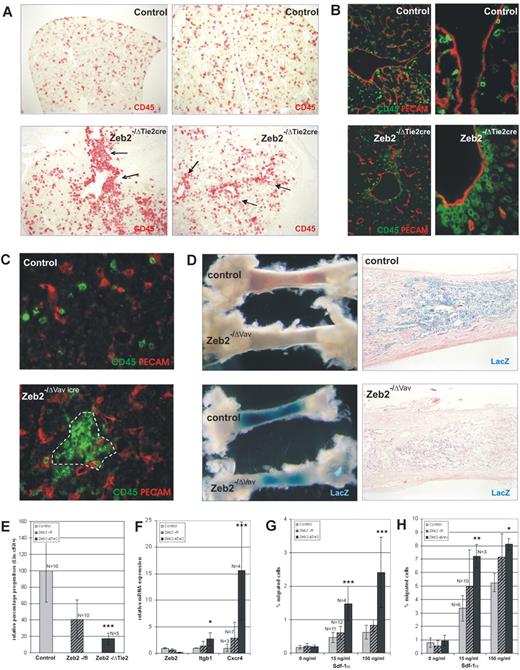 Figure 5. Loss of Zeb2 alters adhesive properties and localization of hematopoietic progenitors in the fetal liver, ablating their mobilization/homing to the bone marrow. (A) Localization of hematopoietic cells in E11.5 wild-type and Zeb2−/ΔTie2-Cre fetal livers using the pan-hematopoietic marker CD45 (100× magnification) showing increased location of CD45+ cells near major blood vessels (arrows) in Zeb2−/ΔTie2-Cre fetal livers. (B) CD31/CD45 double staining of E11.5 wild-type and Zeb2−/ΔTie2-Cre fetal livers (100× and 400× magnification), confirming increased localization of CD45+ cells near CD31+ vasculature (arrows). (C) CD45/CD31 double-immunofluorescence staining (400× magnification) on E16.5 wild-type and Zeb2−/ΔVav-iCre fetal livers showing clustering within the fetal liver at a distance from the CD31+ vasculature (dotted line). (D) Decreased mobilization of hematopoietic cells to bone marrow could be observed in Zeb2−/ΔVav-iCre neonates by analyzing the redness (from hemoglobinized RBCs) and whole-mount X-gal staining of tibias (left panels). Eosin-counterstained histologic sections of these bones (100× magnification) showing decreased numbers of X-Gal–stained Cre-excised hematopoietic cells in Zeb2−/ΔVav-iCre tibias. (E) FACS quantification of hematopoietic progenitors (Lin−cKit+) in the peripheral blood of E12.0 Zeb2−/ΔTie2-Cre and heterozygote embryos relative to the wild-type control littermates. (F) qRT-PCR on total mRNA analyzing the expression levels of integrin β1 and Cxcr4 involved in HSC mobilization from sorted HSCs/HPCs (Lin−cKit) from mutant Zeb2−/ΔTie2-Cre and control E12.0 fetal livers. Two independent sorting experiments were performed and qRT-PCR was done in triplicate on biological replicates (n > 4 per genotype). (G) Zeb2−/ΔTie2-Cre and (H) Zeb2−/ΔVav-iCre cKit+-enriched fetal liver cells show significant increased migration potential toward low (15 ng/mL) and high (150 ng/mL) recombinant mSDF-1a concentrations in an in vitro Transwell migration assay compared with cKit+-enriched fetal liver cells from control littermates. Bars in panels E through H represent mean ± SD; *P < .05; **P < .01; ***P < .001.