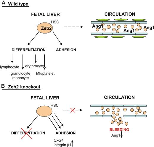 Figure 7. Working model on the role of Zeb2 in HSC/HPC biology. (A) Top panel depicts the wild-type situation in which Zeb2 expression in the HSCs/HPCs of the fetal liver simultaneously regulates their differentiation potential and plays a key role in their proper adhesion/localization and mobility. Zeb2 expression in HSCs/HPCs allows them to enter the circulation and provide the necessary angiogenic factors, including Ang1, essential for pericyte recruitment and vessel stability. (B) Bottom panel depicts the situation on hematopoietic-specific loss of Zeb2 expression. Zeb2-null fetal liver HSCs/HPCs are blocked in their differentiation potential and show increased adhesion that is correlated with increased Cxcr4 and integrin β1 expression. This results in immobility/retention of HSCs/HPCs in the fetal liver, preventing them from reentering the circulation, which subsequently results in a systemic decrease of essential angiogenic factors, including Ang1, and a loss of pericyte coverage of the head vessels and subsequent vessel leakage.
