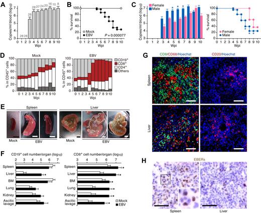 Figure 1. Fatal outcome of EBV-infected NOG-hCD34 mice with persistent viremia, expansion of CD8+ T cells, and hepatosplenomegaly in the absence of B-cell proliferative disorders. (A) Quantification of EBV DNA in the PB of EBV-infected mice. Number at the top of each gray bar represents the number of analyzed EBV-infected mice at each time point. (B) Survival curve. Kaplan-Meier survival curve of mock-infected mice (n = 15) and EBV-infected mice (n = 28) is shown. Statistical significance in the survival rate (P = .000077) between mock-infected mice and EBV-infected mice was determined by log-rank test. (C) The difference in the viremia and the survival rate between male and female recipient mice. (Left) The level of EBV DNA in the PB of EBV-infected male mice (n = 20) and EBV-infected female mice (n = 8). Asterisks represent statistic significance (P < .05 by Welch t test) versus the value obtained from EBV-infected female mice. (Right) Survival curve. Kaplan-Meier survival curve of EBV-infected male mice (n = 20) and EBV-infected female mice (n = 8) is shown. Statistical significances in the survival rate between EBV-infected male mice and EBV-infected female mice until the indicated wpi were determined by log-rank test. (D) Longitudinal analysis on human PBMC composition. PB was routinely collected from mock-infected mice (n = 5) and EBV-infected mice (n = 12) and was analyzed by flow cytometry. Results are presented as the average percentages in human CD45+ leukocytes. (E) Hepatosplenomegaly in EBV-infected mice. Representatives of spleens and livers of a mock-infected and 2 EBV-infected mice are shown. Scale bars in panel E represent 5 mm. (F) Human MNC numbers in multiple organs. The cell numbers of CD19+ B cells (left) and CD8+ T cells (right) in spleen, liver, BM, lung, kidney, and ascitic lavage fluid of mock-infected mice (n = 4) and EBV-infected mice (n = 7) are shown. Asterisks represent statistic significance (P < .05 by Welch t test) versus the value obtained from the mock-infected mice. (G) Immunostaining for CD8, CD68, and CD20. Representatives of spleen (top) and liver (bottom) of EBV-infected mice, respectively, are shown. CD8+ cells (left) and CD20+ cells (right) are shown in green, CD68+ cells (left) are shown in red, and nuclei were shown in blue by staining with Hoechst. (H) In situ hybridization for EBERs. Representatives of spleen (left) and liver (right) of EBV-infected mice were shown. EBERs were shown in brown. Areas enclosed with squares are enlarged in bottom right of the panel. Scale bars in panels G and H represent 50 μm.