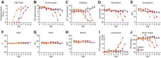 Figure 3. Viremia, normocytic anemia, thrombocytopenia, leukocytosis, and severe weight loss in EBV-infected NOG-hCD34 mice. (A) EBV load in the PB of 3 representative EBV-infected mice. (B-I) Longitudinal analyses of hematopoietic cells in PB. PB was routinely collected from mock-infected and EBV-infected mice, and the numbers of erythrocytes (B), platelets (C), and leukocytes (I) were measured by hematometry. Hematocrit (D), hemoglobin concentration (E), and the values of MCV (F), MCH (G), and MCHC (H) were also measured by hematometry. (J) Change on body weight. The body weights of mock-infected and EBV-infected mice were routinely measured and are shown as the ratio to the initial weight. Results from mock-infected mice (n = 7) are presented in means ± SEM, and representative results of 3 EBV-infected mice are, respectively shown. Each color represents the result from an identical EBV-infected mouse.