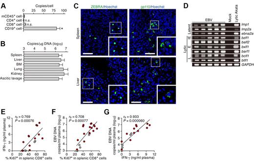 Figure 5. Productive EBV replication and the relevance between EBV infection and immune activation in infected NOG-hCD34 mice. (A) Distribution of EBV DNA in splenic human MNCs. Splenic MNCs were isolated from EBV-infected mice (n = 7), and human leukocytes (CD4+, CD8+, and CD19+ cells, respectively) and murine CD45+ leukocytes (mCD45+ cells, as the background control) were separated by cell sorting. Results are presented in EBV copies per cell of each cell populations. Asterisk represents statistic significance (P < .05 by Student t test) versus the value obtained from mCD45+ cells. n.s. indicates no statistical significance. (B) Systemic EBV replication in multiple organs. DNA was extracted from the human MNCs that were isolated from spleen, liver, BM, lung, kidney, and ascitic lavage fluid of EBV-infected mice (n = 7), and the copy number of EBV DNA was measured. (C) Immunostaining for ZEBRA and gp110. Representatives of spleen (top) and liver (bottom) of EBV-infected mice are shown. ZEBRA and gp110 were shown in green, and nuclei were shown in blue by staining with Hoechst. Areas enclosed with squares are enlarged in bottom right of each panel. Scale bars represent 50 μm. (D) Expression of EBV genes. RNA was extracted from splenic human MNCs of 5 EBV-infected mice, a mock-infected mouse, and anti-IgG–stimulated Akata cells (“Lytic Akata”), and the expression of EBV latent genes (lmp1, lmp2a, and ebna2a) and EBV lytic genes (bzlf1, balf2, bxlf1, barf1, bclf1, and bllf1) was determined by RT-PCR. As the internal control, GAPDH expression was also determined. IE indicates immediate early gene; E, early genes; and L, late genes. (E-G) Correlation between viral load in plasma, activation frequency of CD8+ T cells, and the level of IFN-γ in plasma. The percentage of Ki67+ cells in splenic CD8+ T cells (x-axis) and the concentration of IFN-γ in plasma (y-axis; E), the percentage of Ki67+ cells in splenic CD8+ T cells (x-axis) and EBV DNA copies in plasma (y-axis; F), and the concentration of IFN-γ in plasma (x-axis) and EBV DNA copies in plasma (y-axis; G) are, respectively shown. Red dots represent the results from the EBV-infected mice exhibited severe weight loss and were killed before 10 wpi (n = 13), whereas gray dots represent the results from the EBV-infected mice survived until 10 wpi (n = 5). The lines present exponential approximation. Spearman rank correlation coefficient (rs) was adopted to determine statistically significant correlation between each value.