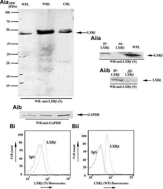 Figure 1. LXR-β is present in human platelets. (Aia-Aib) Whole platelet lysates (WPL) were immunoblotted for LXR-β (Aia) or glyceraldehyde-3-phosphate dehydrogenase (Aib). Using a mouse monoclonal anti-LXR-β antibody raised against the N-terminus of the protein (LXR-β(N)), a 45-kDa band was detected. Whole HeLa lysates (WHL) and cytosolic HeLa lysates (CHL) were used as positive controls. (Aiia-Aiib) LXR-β was immunoprecipitated (IP) from platelet lysates using antibodies raised against the C-terminus amino acid sequence of LXR-β (Aiia) or the whole protein (Aiib), and IP samples were Western-blotted for LXR-β. WPL and antibodies used for IP were used as positive and negative controls, respectively. (B) Human platelets were stained with mouse (Bi) or rabbit (Bii) anti-LXR-β antibodies or the same amount of IgG control, followed by equivalent PE-conjugated secondary antibodies and analyzed by flow cytometry. A shift in the fluorescence profile was observed when anti-LXR-β antibodies were used. MW indicates molecular weight.