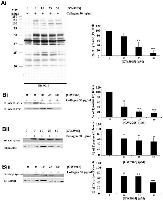 Figure 6. GW3965 inhibits tyrosine phosphorylation stimulated through GPVI. Platelets (8 × 108 cells/mL) pretreated with GW3965 (10-50μM) or DMSO (0.08% volume/volume) for 10 minutes and stimulated with collagen (50 μg/mL) for 90 seconds in the presence of ethyleneglycoltetraacetic acid (10μM), indomethacin (10μM), and apyrase (2 U/mL). For total tyrosine phosphorylation levels, lysates were immunoblotted with an antiphosphotyrosine antibody (Ai). For Syk phosphorylation levels (Bi), Syk was immunoprecipitated from lysates using an anti-Syk antibody and immunoblotted with an antiphosphotyrosine antibody. For phosphorylation of LAT (Bii) and PLC-γ2 (Biii), the phosphorylation of Tyr200 and Tyr1197, respectively, was examined using antiphospho-specific antibodies. Membranes were stripped and reprobed for glyceraldehyde-3-phosphate dehydrogenase (Ai,Bii,Biii) or Syk (Bi). Band intensities were quantified from 3 separate experiments (mean ± SEM) and normalized for protein loading. Bars represent the average percentage of tyrosine phosphorylation levels; 100% was defined as the activation achieved in DMSO (0.08% volume/volume)-treated platelets. *P < .05. **P < .01. MW indicates molecular weight; and IP, immunoprecipitation.