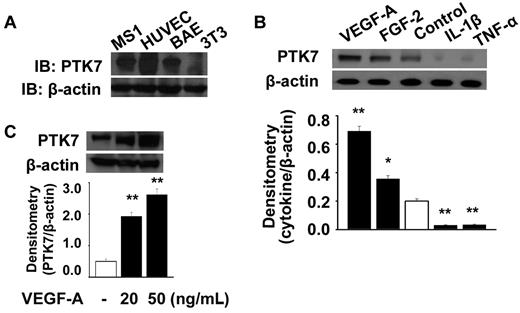Figure 1. PTK7 expression and induction in vascular endothelial cells. (A) PTK7 expression was determined in HUVECs, a mouse endothelial cell line (MS1), and bovine arterial endothelial (BAE) cells by Western immunoblotting. (B) PTK7 expression was determined in the presence of 20 ng/mL VEGF-A or FGF-2, or 30 ng/mL IL-1β or TNF-α, added to cells in 6-well plates after 24 hours of serum starvation. Twenty-four hours later, MS1 cells were collected and immunoblotting performed (*P < .05, **P < .01, compared with control). (C) Induction of PTK7 was investigated 24 hours after treatment with VEGF-A (20 and 50 ng/mL) in MS1 cells using Western immunoblot.