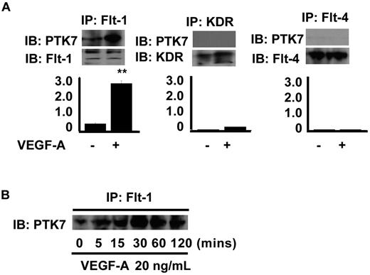 Figure 2. Immunoprecipitation and immunoblot for VEGF receptors and PTK7. (A) Confluent MS1 cells were collected and lysed 2 hours after treatment with 20 ng/mL VEGF-A (control cells were not so treated). Immunoprecipitation was performed using 3 μg of antibodies specific for Flt-1, Flk-1/KDR, and Flt-4, and with 350-μg amounts of protein samples. Precipitates were collected and immunoblotting performed using antibodies against either PTK7 or VEGF receptors (**P < .01, compared with control). (B) Receptor complex formation between PTK7 and Flt-1 was assessed over time by immunoprecipitation and immunoblotting. MS1 cells, starved of serum and cytokines for 24 hours, were treated with 20 ng/mL VEGF-A and collected at various time points (5, 15, 30, 60, and 120 minutes). Immunoprecipitation and immunoblotting were performed as for panel A.