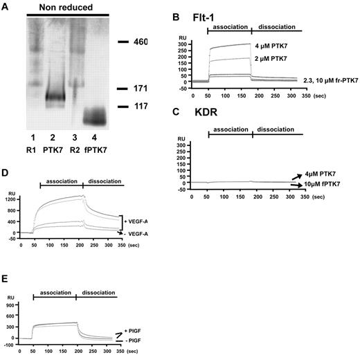 Figure 3. Surface plasmon resonance analysis of receptor complex formation between Flt-1 and PTK7. (A) A total of 0.5 or 1.0 μg of each purified protein was resolved in 3%-12% Tris-Bis Native Gel, and stained with Coomassie Blue R250 and then destained (R1, Flt-1, R2, Flk-1/KDR). (B) Purified full-length PTK7 (2μM or 4μM) or fragmented PTK715-59 (2.3μM or 10μM) was allowed to flow over chips bearing immobilized Flt-1 (B) or KDR (C) at concentrations of 500nM. All sensorgrams were corrected for unbound-chip background. (D) Purified Flt-1 was immobilized at a concentration of 500nM. Full-length PTK7 at different concentrations (0.2, 2 or 4μM) was allowed to flow over the chip surface in the presence or absence of 20 ng/mL VEGF-A. (E) Sensorgram was run with or without PlGF (50 ng/mL) in the same immobilized and analyte conditions described for panel D. All sensorgrams were corrected for unbound-chip background.