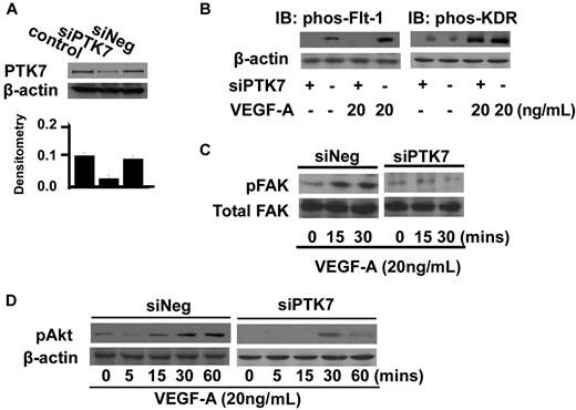 Figure 4. Phosphorylation of VEGF receptors and its downstream signals by PTK7. (A) Expression of PTK7 24 hours after transduction of siRNA silencing PTK7 (siPTK7), nonspecific random siRNA (siNeg), or lipofectamine only (control; **P < .01). (B) Phosphorylation of Flt-1 and KDR subsequent to PTK7-silencing siRNA transduction was determined after treatment with 20 ng/mL VEGF-A. When cells were > 90% confluent, transduction with PTK7-silencing or control siRNA was performed. Twenty-four hours later, cells were detached, resuspended, and reattached to wells of a 6-well plate. Twenty-four hours after stabilization, cells were treated with 20 ng/mL VEGF-A and collected for immunoblotting. Immunoblotting was performed using 10% (wt/vol) SDS-PAGE gels, followed by incubation with primary antibodies to each of phosphorylated Flt-1 (Y1213; 1:1000) and phospho-KDR (Y1054; 1:800). Bands were detected by chemiluminescence (**P < .01). The time courses of FAK (C) and Akt (D) phosphorylation after PTK7 silencing and VEGF-A treatment were determined by immunoblotting.