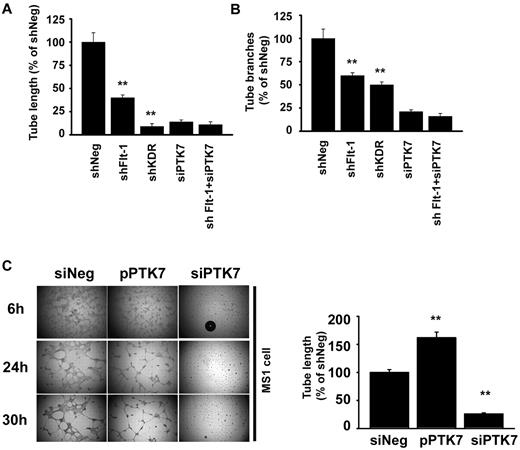 Figure 6. Facilitation of in vitro angiogenesis by PTK7 overexpression. (A-B) Endothelial tube formation was compared in shFlt-1, shKDR, and siPTK7 transfection conditions. Cells were seeded at 4 × 104/mL into Matrigel-coated wells of a 48-well plate. A camera-equipped inverted microscope was used for photography. Total tube length (A) and branches (B) were counted at 3 high-magnification images from different areas of each condition; the tube lengths were measured with an image-analysis program (Image Grabbor Version 1.4, Scion Corp; **P < .01 compared with shNeg). All the experiments were performed 3 times with triplicated samples. (C) In vitro tube formation was compared using cells transfected with mock, pPTK7, or PTK7-silenced vascular endothelial cells. Twenty-four hours after transductions, cells were collected and seeded at 4 × 104/mL into Matrigel-coated wells of a 48-well plate. Analysis of tube length was the same method used in panel A. All the experiments were done 3 times with triplicated samples.