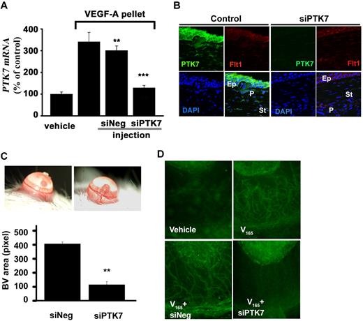 Figure 7. Inhibition of VEGF-A induced neovascularization by siPTK7. (A) Eight days after corneal pellet insertion, total RNA was extracted from the corneas, and then expression of PTK7 mRNA was measured by real-time RT-PCR. (B) Confocal microscopic images from postoperative day 7 cornea (green: PTK7; red: Flt-1; blue: DAPI; Ep: epithelium; P: pellet; St: cornea stroma) magnification ×200 using a TCS SP2 microscope (Leica). (C) Slit lamp corneal photographs were taken 7 days later and vascularized areas were measured using image-analysis software (Image Grabbor Version 1.4; Scion Corp). The total vascularized area of PTK7 siRNA injection group was suppressed 73% compared with the control siRNA–treated group (**P < .01). (D) Corneas from both groups were exposed, stained with anti-CD31-FITC antibody, and observed under fluorescence microscopy (×100; Nikon Eclipse TE200 instrument).