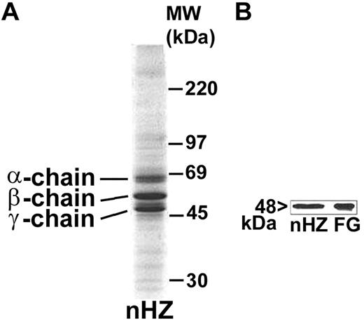 Figure 1. Detection of FG bound to nHZ. (A) Coomassie stain of 20 μg of nHZ proteins separated by a 7%-17% gradient SDS-PAGE (corresponding to 50nmol heme/lane in terms of heme content). nHZ was isolated from P falciparum in vitro cultures in RPMI-1640 growth medium supplemented with 10% plasma. (B) Western blot of 10 μg of nHZ proteins separated by 10% SDS-PAGE transferred to nitrocellulose and probed with a mouse monoclonal anti-FG γ-chain and a peroxidase-linked secondary Ab. FG chains were detected by ECL. Solubilized FG (15 μg) was run in parallel as standard. One representative protein separation in SDS-PAGE and Western blot of 15 and 6, respectively, are shown.