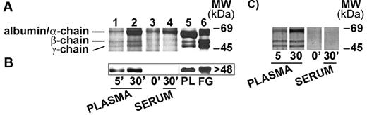 Figure 2. FG binding to HZ under physiologic conditions. (A) FG binding to FG-free HZ. FG-free HZ, obtained from Albumax-supplemented parasite cultures (lane 3), was incubated in undiluted fresh plasma for 5 and 30 minutes (lane 1 and lane 2, respectively), or in undiluted fresh serum from the same healthy donor (lane 4). After extensive washings, proteins extracted from HZ (corresponding to 100nmol heme in terms of heme content) were separated by 10% SDS-PAGE and stained with Coomassie R250. Plasma-proteins (PL; 15 μg) or FG run as standard (lane 5 and lane 6, respectively). (B) Western blot of proteins extracted from the same samples of panel A (corresponding to 50nmol heme/lane) were separated by 10% SDS-PAGE, transferred to nitrocellulose, and probed with a mouse monoclonal anti-FG γ-chain and a peroxidase-linked secondary Ab. FG γ-chain was detected by ECL. PL (15 μg) or solubilized FG was used as standard. (C) FG binding to BH. BH (corresponding to 100nmol heme in terms of heme content) was incubated and separated by SDS-PAGE as indicated for FG-free HZ and silver stained. Representative blots selected from 4 with similar results are shown.