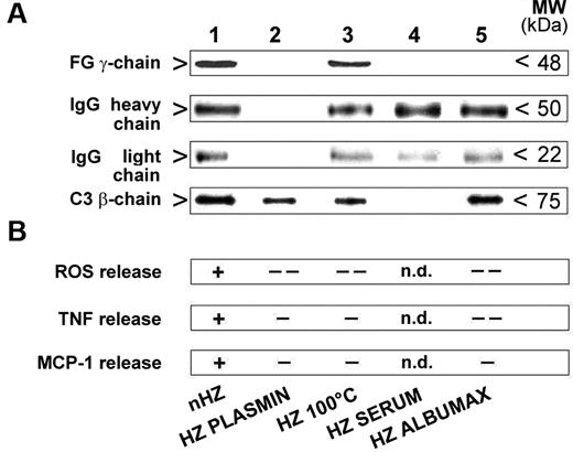 Figure 6. IgG and complement bind to nHZ in FG-independent manner but do not elicit the full ROS, TNF, and MCP-1 response in the absence of native FG. (A) IgG and complement binding to HZ during opsonization. HZ obtained from the supernatants of either plasma- (nHZ, lane 1), serum- (HZ SERUM, lane 4), or Albumax- (HZ ALBUMAX, lane 5) supplemented cultures of P falciparum or nHZ digested with plasmin (HZ PLASMIN, lane 2) or denatured by heating at 100°C for 5 minutes (HZ 100°C, lane 3) were opsonized with freshly drawn serum for 30 minutes at 37°C. One representative blot of 3 with similar results is shown. Binding of FG, the opsonins IgG (IgG heavy chain, IgG light chain), and complement (C3β-chain) to the different HZ types was analyzed by Western blotting of extracted and 10% SDS-PAGE separated proteins with specific anti-FG γ-chain, anti-IgG, and anti-C3c Abs. Proteins from 50nmoles, 10nmoles, and 10nmoles HZ (in terms of heme content) were analyzed for FG, both IgG chains, and complement, respectively. (B) FG is essential for full ROS, TNF, and MCP-1 release. IgG and complement alone are no substitutes for FG. Full responses as seen with opsonized FG-containing HZ are indicated with ‘+’ and significantly lower or no responses with ‘-’ or ‘- -’ (see Figure 4 for numeric data on which this qualitative summary is based); n.d. indicates not determined.