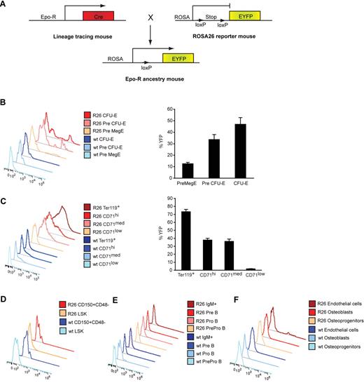 Figure 1. In vivo expression of Epo-R in hematopoietic and mesenchymal cells. (A) In vivo lineage-tracing model to map the expression pattern of the Epo-R. Epo-R-Cre knock-in mice20 were crossed with Rosa26 yellow fluorescent protein (eYFP) reporter mice, resulting in eYFP labeling of cells, which has expressed Epo-R at any time of its development. FACS analysis of eYFP expression in (B) early erythroid progenitors depicting a representative plot (left) and quantification (right), (C) mature erythroid progenitors, and total Ter119+ cells showing a representative plot (left) and quantification (right), and representative plots of (D) HSCs, (E) B-cell progenitors, and (F) osteoblastic and endothelial cell fractions.22,26 Data are presented as mean ± SEM; n = 4.