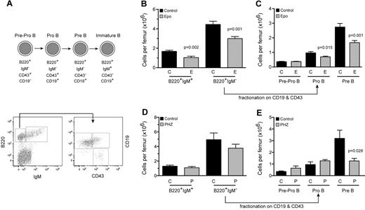 Figure 3. Epo impairs B-lymphopoiesis at the pre-pro to pro B-cell transition. (A) B-cell differentiation as analyzed by FACS using the indicated surface markers. Impaired B-cell differentiation in the BM caused by both (B-C) exogenous rhEpo and (D-E) endogenous Epo as a result of PHZ-induced hemolytic anemia. Data are mean ± SEM and were collected 10 days after the first PBS, Epo, or PHZ injection. n = 12 for Epo and 8 for PHZ treatment.