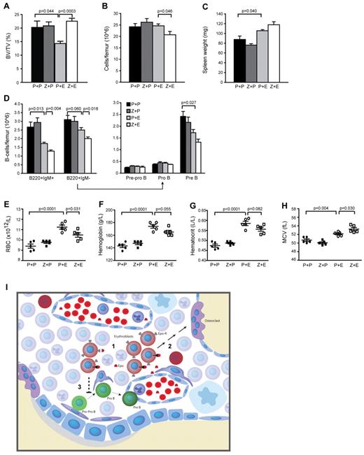 Figure 7. Inhibition of osteoclast function abolishes Epo-induced bone remodeling and blunts the erythroid response to Epo. (A) Percentage of bone volume per total volume (BV/TV) as measured by μCT analysis of tibias from mice treated with PBS (P) or osteoclast-inhibiting ZA (Z) before PBS and Epo (E) treatment, respectively. (B) Number of cells per femur and (C) spleen weight of the same mice as in panel A. (D) B-lymphopoiesis as analyzed by FACS. (E-H) Quantification of the peripheral (E) RBC, (F) hemoglobin, (G) hematocrit, and (H) mean cellular volume (MCV), in ZA-treated mice. Data are mean ± SEM; n = 5 per treatment. (I) A mechanistic figure illustrating that: (1) Epo directly stimulates early erythroblasts in the BM to induce an erythroid response; (2) Epo treatment indirectly results in an osteoclast-dependent decrease of trabecular bone and increased bone remodeling; and (3) Epo treatment impairs B-cell development through unknown actions of Epo-responsive erythroblast in the BM microenvironment.