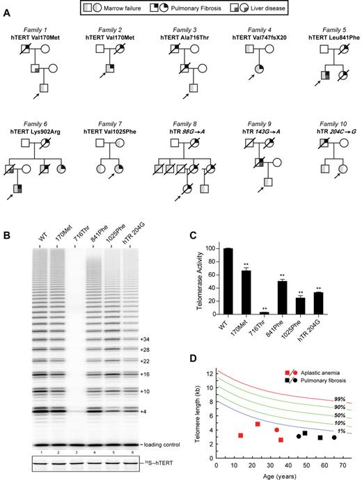Figure 2. Pedigrees of 10 probands with personal or family history of telomere-mediated disease. (A) Pedigrees showing males symbolized by squares, females by circles, and deceased individuals with a slash through them. The mutation is listed above each pedigree, and the shaded symbols indicate the diagnoses described in the key above the pedigrees. (B) Telomerase activity assay showing that mutations in hTERT or hTR decrease enzyme activity, as evident by the decreased intensity of the ladder repeat pattern compared with wild-type telomerase (WT). hTERT mutations are referred to by the residue number and the mutant residue. (C) Quantitation of telomerase activity based on at least 3 independent experiments. **P < .01 (2-sided Student t test). (D) Lymphocyte telomere length measured by flow-fluorescence in situ hybridization showing mutation carriers relative to healthy controls. The normal distribution is based on data from 400 controls. Both AA and pulmonary fibrosis probands had telomere length less than the first percentile compared with age-matched controls.
