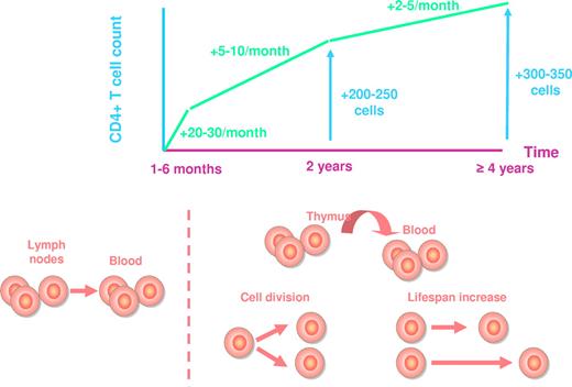 Figure 1. Average CD4+ T-cell recovery under HAART. The increase in CD4+ T-cell count and the mechanisms responsible for this increase are represented at various time points.