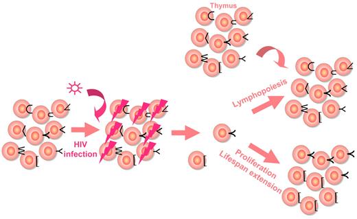 Figure 2. T-cell repertoire reduction under HIV-1 infection, and reconstitution under HAART. The quality of the reconstitution is represented depending on the various mechanisms accounting for the increase in CD4+ T-cell count.