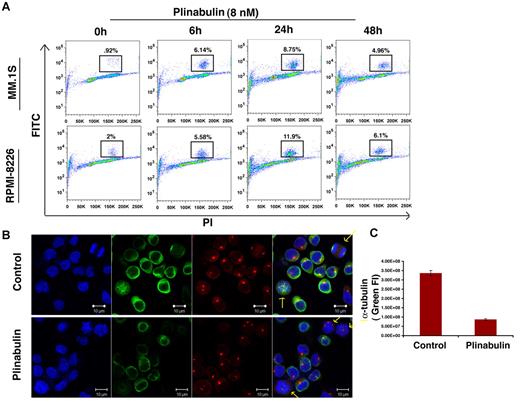 Figure 2. Plinabulin treatment leads to mitotic block in MM. (A) MM cell lines MM.1S and RPMI-8226 were treated with plinabulin (8nM) for 6, 24, and 48 hours, followed by analysis for histone H3 phosphorylation with the use of flow cytometry. Data are representation of 3 independent experiments. (B) MM.1S cells were treated with plinabulin (8nM) for 24 hours and stained for α-tubulin, pericentrin, and Hoechst. (C) Fluorescence intensity (FI) of α-tubulin (green fluorescence) was measured with the use of Velocity software (Improvision). Representative figures (C-D) are from 4 independent experiments. Error bars indicate SD.