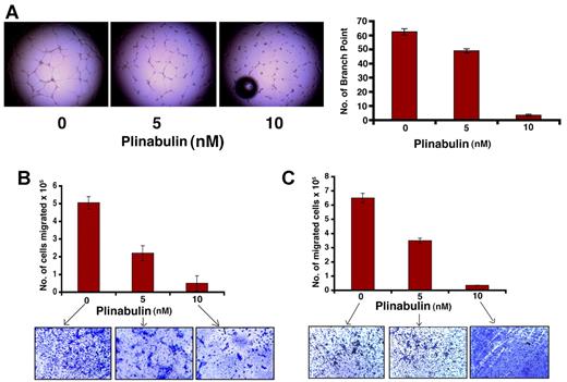 Figure 3. Antivascular activity of plinabulin. (A) HUVECs were treated with plinabulin (5nM) for 12 hours and assessed for in vitro vascularization with the use of matrigel capillary-like tube structure formation assays (magnification, 4×/0.10 NA oil; media, EBM-2). (Left) Micrograph images show the effect of plinabulin on capillary tube branch formation. (Right) The bar graph represents quantification of capillary-like tube structure formation in response to plinabulin. Branch points in several random view fields/well were counted; values were averaged; and statistically significant differences were measured with the Student t test. (B-C) For migration assay, HUVECs and MM cells were treated with plinabulin (5nM and 10nM) for 12 hours; cells were > 90% viable at this time point. Cells were washed and cultured in serum-free medium, plated on a fibronectin-coated polycarbonate membrane in the upper chamber of trans-well inserts, and exposed for 2 hours to serum containing medium in the lower chamber. Cells migrating to the bottom face of the membrane were fixed with 90% ethanol and stained with crystal violet (magnification, 10×/0.25 NA oil). A total of 3 randomly selected fields were examined for cells that had migrated from the top to the bottom chambers. (B-C top) Bar graph represents quantification of migrated cells. Data presented are means ± SD (n = 2; P < .05 for control versus plinabulin). (B-C bottom) Image is representative of 2 experiments with similar results.