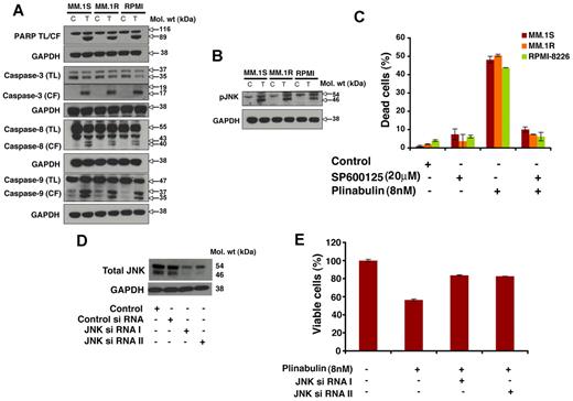 Figure 5. Plinabulin-induced apoptosis in MM cells is associated with activation of caspases and JNK. (A) MM.1S, MM.1R, and RPMI-8226 MM cells were treated with plinabulin (8nM) for 48 hours and harvested, and total protein lysates were subjected to Western blot analysis with the use of antibodies against PARP, caspase-3, caspase-8, caspase-9, or GAPDH. TL indicates total length; CF, cleaved fragment. Blots shown are representative of 2 independent experiments. (B) MM.1S and MM.1R MM cells were treated with plinabulin (8nM) for 48 hours and harvested, and total protein lysates were subjected to Western blot analysis with antibodies against pJNK or GAPDH. Blots shown are representative of 2 independent experiments. (C) MM.1S, MM.1R, and RPMI-8226 MM cells were pretreated with the biochemical inhibitor of JNK (SP600125; 20μM for 30 minutes), followed by plinabulin treatment (8nM, 48 hours). After incubation, cell death was measured with the Trypan Blue assay (n = 3; P < .05). (D) MM.1S cells were transfected with 100nM siRNA JNK I or JNK II or scrambled siRNA with the use of the cell line Nucleofactor Kit V solution (Amaxa Biosystems/Lonza) for 72 hours, and protein expression of JNK-I or JNK-II was examined by immunoblotting with antibodies specific for JNK I and II. (E) Transfected MM.1S cells were treated with plinabulin (8nM, 48 hours), and cell viability was measured with the MTT assay (n = 3; P > .05).