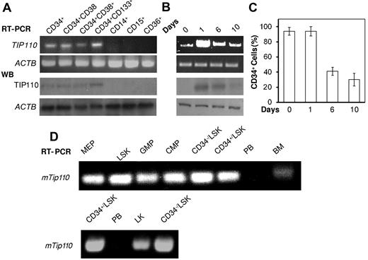 Figure 1. TIP110 expression in phenotyped cord blood CD34+ cells and mouse bone marrow HSCs and HPCs. (A) Freshly isolated CD34+ cells were cultured in IMDM medium supplied with FBS and SFT for 5 hours and sorted into CD34+CD38−, CD34+CD38+, CD34+CD133+, CD14+, CD15+, and CD36+ subpopulations. TIP110 expression in each of these subpopulations was determined by semiquantitative RT-PCR and Western blotting (WB). (B-C) Freshly isolated CD34+ cells were cultured in IMDM medium supplemented with FBS and SFT, and harvested at days 0, 1, 6, and 10 to assess TIP110 expression by RT-PCR, Western blotting (B), and flow cytometry using anti-CD34 antibody staining (C). Results shown in panels A-C are from 1 experiment representative of 3 separate reproducible experiments. (D) Tip100 mRNA expression, as assessed by semiquantitative RT-PCR, in purified populations of HSCs (CD34−LSK, CD34+LSK, and LSK cells) and HPCs (MEPs, GMPs, and CMPs) compared with bone marrow (BM) and peripheral blood (PB).