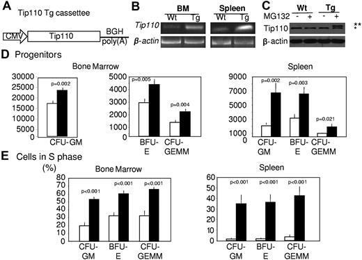 Figure 2. Effects of the human TIP110-expressing transgene on HPCs. (A) Diagram of the TIP110 transgene cassette consisting of the CMV promoter, human TIP110 cDNA (NM_014706), and bovine growth hormone poly(A) tail. (B) Bone marrow (BM) and spleen cells were harvested from TIP110TG mice for genomic DNA isolation and PCR genotyping for the TIP110 transgene. (C) Murine embryonic fibroblasts were prepared from embryos of TIP110-transgene–expressing mice and analyzed for TIP110 protein expression by Western blotting. Cells were treated with MG132 (a proteasome inhibitor) to stabilize Tip10 protein (unpublished data). *Endogenous TIP110 expression; **transgene expression including a 6× His tag. (D-E) Cells were isolated from BM and spleens of age-matched C57B/L6 control mice and TIP110TG mice and assessed for HPCs by colony assay with progenitors expressed as absolute numbers per organ (D) or progenitors were evaluated for percentage of cells in the S phase using the tritiated thymidine kill assay for determination of cycling status (E). Open bars show WT cells; closed bars, TIP110TG cells. Data for panels B and C are from 1 of at least 3 reproducible experiments. Data in panels D and E are shown as means ± SEM for 8 individually assessed mice for each group in a total of 2 independent experiments.