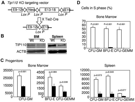 Figure 3. Effects of TIP110 haploinsufficiency on HPCs. (A) Diagram of TIP110 conditional knockout cassette consisting of 3 TIP110 genomic loci: exons 9-12, 13-18, and 19, 3 loxP sites in between, and a neo selection marker. Breeding of TIP110 conditional knockout animals with hematopoietic linage-promoter Tie2-driven CreTG mice led to TIP110 haploinsufficiency (+/−) in hematopoietic organs. (B) Bone marrow and spleen cells were harvested from age-matched C57B/L6 and TIP110+/− mice to determine TIP110 expression by Western blotting. (C-D) Cells were isolated from bone marrow and spleens of age-matched C57B/L6 and TIP110+/− mice and assayed for absolute numbers (C) and cycling status (D) of HPCs, as described in the legend to Figure 2. Open bars show WT cells; closed bars, TIP110+/− cells. Data shown in panel B are from 1 of 3 reproducible experiments. Data in panels C and D are expressed as means ± SEM of 14 individually assessed mice for each group from a total of 3 independent experiments.