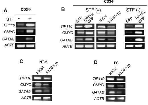 Figure 6. Effects of TIP110 on expression of CMYC and GATA2. (A) Total RNA was isolated from freshly isolated cord blood CD34+ cells, and the progeny of these cells were cultured overnight in IMDM medium supplied with 10% FBS and STF, and assessed by semiquantitative RT-PCR for TIP110, CMYC, and GATA2 gene expression. (B) Freshly isolated CD34+ cells were transfected with expression plasmids for GFP, TIP110.GFP, shRNA control (shCtrl), or shRNA for TIP110 (shTIP110). Cells were cultured in IMDM supplemented with FBS and STF (left) or without STF factors (right) for 48 hours. Total RNA was isolated by RT-PCR for TIP110, CMYC, and GATA2 expression. (C) NT-2 cells were transfected with shRNA control (shCtrl) or shRNA for TIP110 (shTIP110), cultured in DMEM supplemented with 10% FBS for 48 hours, and then harvested for TIP110, CMYC, and GATA2 expression by RT-PCR. (D) Human embryonic stem cells were transfected with shRNA control (shCtrl) or shRNA for TIP110 (shTIP110), cultured in HEScGRO hES cell medium for 72 hours, and then harvested for assay of TIP110, CMYC, and GATA2 expression by RT-PCR. Data for panels A through D are from 1 of at least 3 reproducible experiments.