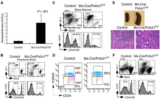 Figure 1. Myeloid hyperplasia and reduced lymphopoiesis in Mx-Cre/Pofut1F/F mice. (A) PB neutrophil counts in control mice (Mx-Cre/Pofut1F/+ or Pofut1F/F) or Mx-Cre/Pofut1F/F mice 3 to 5 months after pIpC injection. Data are mean ± SD of 3 independent experiments with 2 or 3 mice of each genotype per experiment. Statistical analysis was by the Student t test. (B-C) FACS analysis of the percentage of granulocytes (Gr-1+), B lymphocytes (B220+), and T lymphocytes (CD4+/CD8+) in the periphery (B) and bone marrow (C). (D) FACS analysis of bone marrow myeloid progenitors (CMP: Lin−c-kit+Sca-1−IL-7R−CD34+FcγRIIlow; GMP: Lin−c-kit+Sca-1−IL-7R−CD34+FcγRII+; megakaryocyte-erythroid progenitor: Lin−c-kit+Sca-1−IL-7R−CD34lowFcγRIIlow). Populations of CMP or GMP are shown as percentages of Lin−Sca-1−IL-7R−c-kit+ cells. (E) Representative gross anatomy and hematoxylin and eosin staining of pIpC-treated control or Mx-Cre/Pofut1F/F mice spleen. The hematoxylin and eosin slides of mice were photographed using Olympus BX41 microscope (numeric aperture of the objective lens 20×/0.50) and the Spot software Version 4.7 (Diagnostic Instruments Inc). (F) FACS analysis of granulocytes, B and T lymphocytes in spleens from pIpC-treated control or Mx-Cre/Pofut1F/F mice. (B-F) Data are representative of at least 4 independent experiments with 2 mice of each genotype per experiment.