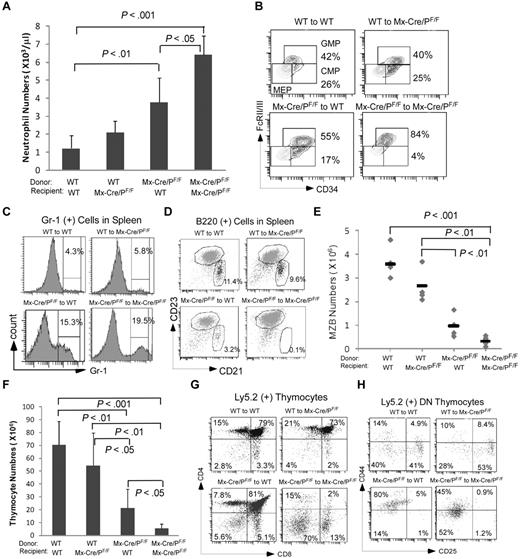Figure 3. Lymphoid and myeloid defects in Pofut1-null mice were caused by both cell-autonomous mechanism(s) and environmental cues. A total of 2 million donor bone marrow cells isolated from either WT (Ly5.2) or pIpC-treated Mx-Cre/PofutF/F (Ly 5.2) were delivered via tail vein to lethally irradiated (9.5 Gy) WT (Ly5.1) or Mx-Cre/Pofut1F/F (Mx-Cre/PF/F) recipients. (A) Peripheral neutrophil numbers were enumerated 3 months after transplantation. (B) FACS analysis of recipient marrow myeloid progenitors derived from WT or Mx-Cre/PF/F marrow cells in WT or Mx-Cre/PF/F recipients by gating on the Ly5.2+ cells. Populations of CMP or GMP are shown as percentages of Lin−Sca-1−IL-7R−c-kit+ cells. (C-E) FACS analysis of recipient spleens for Gr-1 expression (C), CD23 versus CD21 expression on B220+ cells (D), and plots of absolute numbers of splenic MZB cells (E). (F) Enumeration of total thymocytes derived from donors in recipients 3 months after transplantation. (G-H) FACS analysis of donor-derived thymocyte CD8 versus CD4 expression (G) and DN1-DN4 development defined by expression of CD44 and CD25 on CD4−CD8− (DN) cells (H). Percentages of CD44+CD25− (DN1), CD44+CD25+ (DN2), CD44−CD25+ (DN3), and CD44−CD25− (DN4) are indicated in the quadrants. (B-D,G-H) Data are representative of 3 independent experiments with 1 to 3 mice of each donor-recipient pair per experiment. (A,F) Histograms represent the mean ± SD of 4 to 6 mice for each donor-recipient pair. Student t test was performed to compare the numbers (A,E-F) among different donor-recipient pairs. P values that are significantly different are shown as indicated.