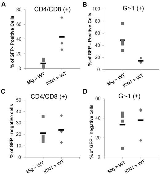 Figure 5. Defective T-cell development and myeloid hyperplasia are rescued by activated Notch1 (ICN1). Forty-eight hours after infection of 5-fluorouracil-treated Mx-Cre/PF/F marrow cells with pMig-EGFP-vector or pMig-EGFP-ICN1, 2 to 5 × 105 infected cells (Ly5.2) along with 2 × 105 WT (Lt5.1) protective cells were transferred into lethally irradiated WT (Ly5.1) recipients. Peripheral granulocytes (Gr-1+) and T cells (CD4+/CD8+) were analyzed by FACS 3 to 4 weeks after transplantation in mice receiving Mx-Cre/PF/F BM progenitors transduced with ICN1 or pMig vector (ICN1 > WT, Mig > WT). Peripheral T (CD4+ or CD8+; A) and granulocytes (Gr1+) (B) were enumerated in transduced GFP+ populations and nontransduced GFP− populations (C-D). Data are the pool of 3 independent experiments with 1 or 2 mice of each donor-recipient pair per experiment.
