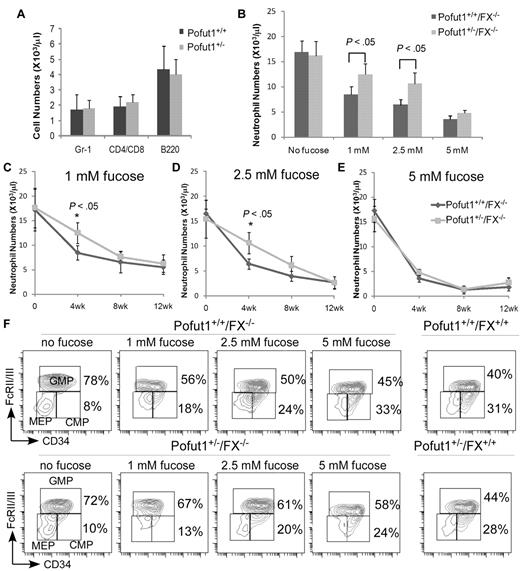 Figure 6. Pofut1+/−/FX−/− mice have an impaired response to exogenous fucose. (A) Peripheral blood T cells, B cells, and granulocytes were analyzed by FACS in 8- to 12-week-old Pofut1+/+ FX+/+ (Pofut1+/+) (n = 10) and Pofut1+/− FX+/+ (Pofut1+/−) mice (n = 11). (B-F) Pofut1+/−/FX−/− or Pofut1+/+/FX−/− mice were maintained on fucose-supplemented chow (0.5% fucose weight/weight) until 8 weeks old and then maintained on standard chow without fucose supplementation for 1 month. Pofut1+/−/FX−/− or Pofut1+/+/FX−/− mice were then fed water containing various concentrations of fucose. Four weeks later, PB and marrow were analyzed by FACS. Control group mice (no fucose) (n = 4) were maintained on standard chow for 4 weeks. (B) Absolute neutrophil numbers in the periphery 4 weeks after mice were fed fucose water or maintained on standard chow. (C-E) Absolute neutrophil numbers in Pofut1+/−/FX−/− or Pofut1+/+/FX−/− mice at different times after mice were fed 1mM (C; n = 5), 2.5mM (D; n = 5), or 5mM (E) fucose water (n = 6). (F) Marrow myeloid progenitor profiles were obtained from Pofut1+/−/FX−/− or Pofut1+/+/FX−/− mice 4 weeks after fucose supplementation and compared with those in mice receiving no-fucose chow, or in mice with Pofut1+/−/FX+/+ or Pofut1+/+/FX+/+ genotype. Shown is 1 representative profile of at least 4 similar analyses. The percentages of CMP or GMP cells of Lin−Sca-1−IL-7R−c-kit+ compartment and the ratios of GMP/CMP are summarized in Table 1. Student t test was performed to compare the cell numbers from Pofut1+/− (FX−/−) with those from Pofut1+/+ (FX−/−) mice, or from Pofut1+/−/FX−/− mice with those from Pofut1+/+/FX−/− (A-E). Data are mean ± SD. P values that are significantly different are shown as indicated.