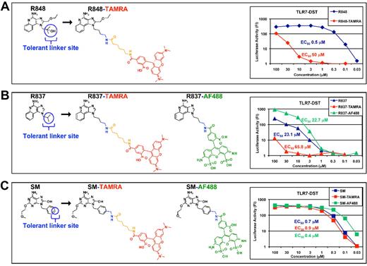 Figure 1. Fluorescently labeled R848, R837, and SM360320 are TLR7 agonists. R848 (A), R837 (B), and SM (C) were conjugated with TAMRA (in red) or with Alexa Fluor 488 (AF488; in green) fluorophores at the indicated tolerant linker site. A spacer was introduced together with TAMRA (in orange). Both fluorophores were a mixture of 5-6 regioisomers. Structures depicted here represent the 5-regioisomer. The biologic activity of these fluorescently labeled molecules was assessed on HEK293T cells stably transfected with TLR7 and the luciferase gene under the transcriptional control of NF-κB and (TLR7-DST) in parallel with their nonfluorescent parent molecules. Luciferase activity was expressed as fold induction (FI) over nonstimulated cells. EC50 values are reported.