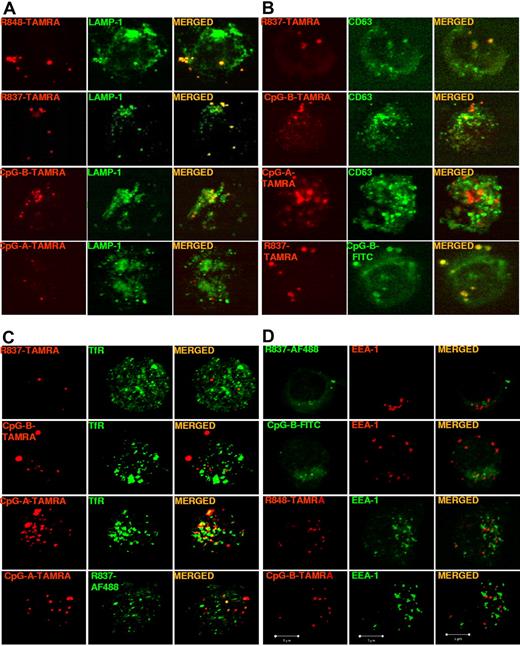 Figure 3. Imidazoquinolines localize to LAMP1+CD63+ endosomes but not to TfR+EEA-1+ endosomes in pDCs. Human pDCs, precultured overnight with IL-3, were stimulated for 90 minutes with (A) R848-TAMRA (20 μm), R837-TAMRA (50 μm), CpG-B–TAMRA (10 μm), or CpG-A–TAMRA (10 μm); (B) R837-TAMRA (50 μm), CpG-B–TAMRA (10 μm), CpG-A–TAMRA (10 μm), or R837-TAMRA (50 μm) together with CpG-B–FITC (10 μm); (C) R837-TAMRA (50 μm), CpG-B–TAMRA (10 μm), CpG-A–TAMRA (10 μm) alone or together with R837-AF488 (20 μm); (D) R837-AF488 (20 μm), CpG-B–FITC (10 μm), R848-TAMRA (20 μm), or CpG-B–TAMRA (10 μm). Cells were fixed, permeabilized, and stained with anti–LAMP-1-FITC Ab (A), anti–CD63-FITC Ab (B), purified mouse mAb anti-TfR followed by anti–mouse Ab labeled with AF488 (C), or purified rabbit mAb anti-EEA1 followed by anti–rabbit Ab labeled with AF568 (D, top and upper middle) or AF488 (D, lower middle and bottom). Images were acquired with a Bio-Rad TE2000-U (A-B) or a ZEISS LSM 710 (C-D) confocal microscope and an oil-immersion objective (63×/1.4 NA), with the pinhole set for a section thickness of 0.8 μm (pinhole set to 1 airy unit in each channel). Images were acquired sequentially with separate laser excitations to avoid cross talks between different fluorophores and processed with Zen2008 software. Images show single cells from 1 representative donor of 3.