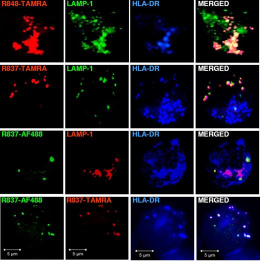 Figure 4. Fluorescently labeled R848 and R837 localize to LAMP1+HLA-DR+ endosomes in pDCs. pDCs, precultured overnight with IL-3, were stimulated with R848-TAMRA (20 μm), R837-TAMRA (50 μm), R837-AF488 (20 μm) alone or together with R837-TAMRA (50 μm) for 90 minutes. Cells were fixed, permeabilized, and stained with purified rabbit polyclonal anti-LAMP1 Ab followed by anti–rabbit Ab labeled with AF488 (top and upper middle) or AF568 (lower middle) and anti–HLA-DR-APC. Images were acquired with a ZEISS LSM 710 confocal microscope and an oil-immersion objective (63×/1.4 NA), with the pinhole set for a section thickness of 0.8 μm (pinhole set to 1 airy unit in each channel). Images were acquired sequentially with separate laser excitations to avoid cross talks between different fluorophores and processed with Zen2008 software. Images show single cells from 1 representative donor of 3.