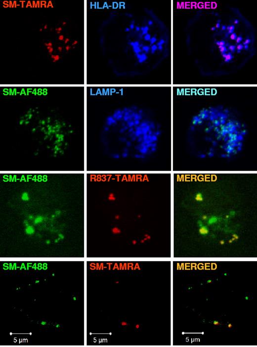 Figure 5. Purine-like TLR7 agonist SM360320 colocalizes with imiquimod in the MIIC. pDCs, precultured overnight with IL-3, were stimulated with SM-TAMRA (20 μm) or with SM-AF488 (3 μm), alone or together with SM-TAMRA (20 μm) or R837-TAMRA (20 μm), for 90 minutes. Cells were fixed, permeabilized, and stained with anti–HLA-DR-APC or purified rabbit polyclonal anti-LAMP1 Ab followed by anti–rabbit Ab labeled with AF647. Images were acquired with a ZEISS LSM 710 confocal microscope and an oil-immersion objective (63×/1.4 NA), with the pinhole set for a section thickness of 0.8 μm (pinhole set to 1 airy unit in each channel). Images were acquired sequentially with separate laser excitations to avoid cross talks between different fluorophores and processed with Zen2008 software. Images show single cells from 1 representative donor of 3.