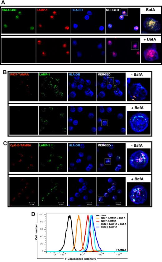 Figure 6. BafA prevents the localization of small molecule TLR7 agonists to the MIIC. pDCs, precultured overnight with IL-3, were treated with BafA (100nM) for 2 hours before stimulation with SM-AF488 at 3 μm (A), R837-TAMRA at 50 μm (B), or CpG-B–TAMRA at 10 μm (C). After 90 minutes of stimulation, cells were fixed, permeabilized, and stained with anti–HLA-DR-APC and purified rabbit polyclonal anti–LAMP-1 Ab followed by anti–rabbit Ab labeled with AF568 (A) or with AF488 (B-C). Images were acquired with a ZEISS LSM 710 confocal microscope and an oil-immersion objective (63×/1.4 NA), with the pinhole set for a section thickness of 0.8 μm (pinhole set to 1 airy unit in each channel). Images were acquired sequentially with separate laser excitations to avoid cross talks between different fluorophores and processed with Zen2008 software. Images show several cells from 1 representative donor of 3. Cells in squares are shown in higher magnification on the right. (D) After 18 hours of stimulation with R837-TAMRA (50 μm) or CpG-B–TAMRA (10 μm), compound uptake by pDCs was evaluated by flow cytometry.
