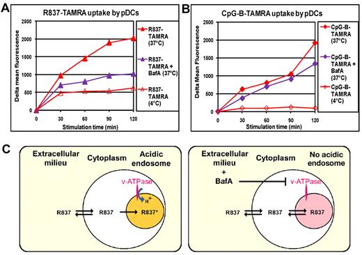 Figure 7. BafA prevents the concentration of imiquimod in the MIIC. pDCs, precultured with IL-3 for 24 hours, were treated or not with BafA (100nM) for 2 hours. Then, cells were stimulated with R837-TAMRA at 50 μm (A) or CpG-B–TAMRA at 10 μm (B) for the indicated times at 37°C or at 4°C. Cells were stained with Live/Dead and analyzed by flow cytometry for compound uptake gating on live cells. The mean fluorescence of cells alone cultured under the same conditions was subtracted (δ mean fluorescence). Cell viability was not affected by BafA treatment. Data were obtained with pDCs purified from a single donor and were reproduced with pDCs from 2 other donors. (C) Model for the concentration of TLR7 agonist small molecules in acidic endosomes on the basis of the previous data. R837 is a cell-permeable weak base that passively diffuses everywhere inside the cell (fast phase, v-ATPase-independent) and then starts to accumulate in the class II loading compartment where it gets protonated and therefore trapped (slow phase, v-ATPase-dependent). In the presence of BafA, v-ATPase is blocked, and endosomal pH is no longer acidic. Therefore, R837 does not get protonated in endosomes and does not accumulate there.