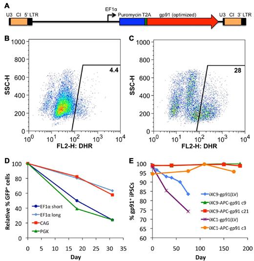 Figure 3. Lentivirus vector gene transfer mediated expression of gp91phox or GFP in X-CGD iPSCs. (A) Schematic of CL20i4rEF1α-Puro-T2A-gp91 self-inactivating bicistronic lentivirus vector (LV) insert with internal EF1α (short intronless) promoter co-expressing puromycin resistance gene and (via T2A element) codon-optimized gp91phox. This vector also contains the 400 bp version of chicken insulator cHS4 (CI). Not shown are the series of closely related CL20 lentivectors constructs with the same backbone used for the experiment in panel D of this figure, but expressing GFP instead of gp91phox, using EF1α short, EF1α long, CAG, or PGK promoters. (B) Flow cytometric DHR analysis of ROS production by neutrophils differentiated from LV-transduced line iXC9 X-CGD iPSC shows only 4% of cells are weakly DHR positive (compare with Figure 2C and F), even though almost all of the transduced and puromycin selected iXC9 cells strongly expressed gp91phox just before differentiation (as shown in panel E). (C) Flow cytometric DHR analysis of ROS production by neutrophils differentiated from the same LV-transduced iXC9 line, but maintained in puromycin selection during the differentiation, results in 28% of cells DHR-positive, a value similar to that in Figures 2C and 6B for the normal control. (D) Promoter-based differences in GFP lentivirus expression in unselected polyclonal populations of transduced iXC9 iPSCs during neutrophil differentiation. GFP expression during in vitro neutrophil differentiation of iXC9 iPSCs transduced with lentivirus containing GFP expressed from EF1α short, EF1α long, CAG, or PGK promoter. The proportion of cells remaining GFP positive was calculated relative to the initial level (range 73%-90%) observed in the undifferentiated iPSCs at the start of the observation period, which was set to 100% at baseline to allow direct comparison of the proportional change. (E) Shown is the decrease over time in culture of gp91phox transgene expression measured by flow cytometry in iXC9 or iXC1 transduced with CL20i4rEF1α-Puro-T2A-gp91 lentivirus (blue diamonds and purple asterisks), compared with the very long-term stability of expression of gp91phox from the AAVS1 locus targeted APC-gp91 minigene in iXC9 and iXC1 (green triangles, red squares, and orange circles). For all of these transduced or gene-targeted X-CGD iPS lines, day 0 on this graph corresponds to the time at which lines completed puromycin selection and were then grown thereafter for the period of time shown in the absence of puromycin.