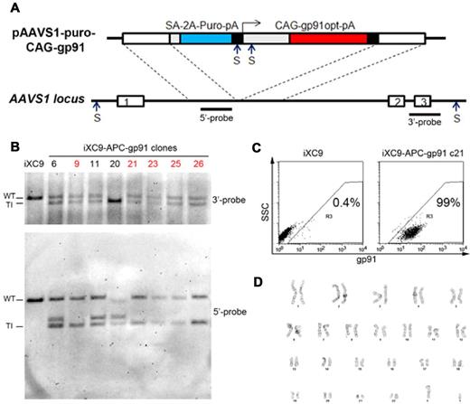 Figure 4. Analysis of APC-gp91 minigene plasmid ZFN-mediated HR targeting to the AAVS1 locus in X-CGD iPSCs. (A) Upper schematic of APC-gp91 minigene donor plasmid (pAAVS1-puro-CAG-gp91) and lower schematic of the PPP1R12C gene structure that includes exons 1, 2, and 3 flanking the AAVS1 locus that is within intron 1. Dotted lines indicate AAVS1 homology arms within the targeting donor plasmid. The puromycin-polyA promotorless cassette (SA-2A-Puro-pA) relies on a splice accepter plus 2A linker to use the PPP1R12C promoter for expression. The gp91phox minigene cassette uses CAG (CMV early enhancer/chicken β-actin) promoter to express a codon-optimized gp91phox cDNA-polyA. Restriction enzyme Sph1 (S) sites and 3′- and 5′-probes used for Southern blot are shown in both schematics. Not shown for the donor plasmid is a Sph1 restriction site 4.3 kb upstream of the 2 closely spaced Sph1 restriction sites within the schematic of pAAVS1-puro-CAG-gp91 plasmid. This upstream Sph1 site would not be present with a correctly targeted insert, but is often included with off-target random insertion of the donor plasmid. (B) Sph1 restriction Southern blot analysis of some of the APC-gp91 minigene targeted iXC9 (iXC9-APC-gp91) clones. 3′-probe (upper blot) detects wild-type allele (WT) 6.5 kb fragment in all clones except no. 20 (in which both alleles are targeted) and the 3′-targeted integration (TI) 6.0 kb fragment. 5′-probe (lower blot) detects WT 6.5 kb fragment in all but clone 20, the 5′ TI 3.8 kb fragment in all clones, and additional fragment(s) generated by random insertion in some clones (note the commonly seen 4.3 kb fragment derived entirely from donor plasmid sequence that is indicative of random insertion, and the 5.8 kb random insertion fragment seen in clone 20). From this particular analysis, clones indicated in red containing no random insert and a single-copy APC-gp91 insert in AAVS1 (nos. 9, 21, 23, 25, 26) were chosen for NHEJ screening (Table 3). (C) Flow cytometry gp91phox transgene expression by iXC9-APC-gp91 c21 (right panel) and lack of gp91phox expression by parental X-CGD iPSC clone iXC9 (left panel) (y-axis side scatter; x-axis fluorescent anti-gp91phox). (D) iXC9-APC-gp91 c21 normal karyotype.