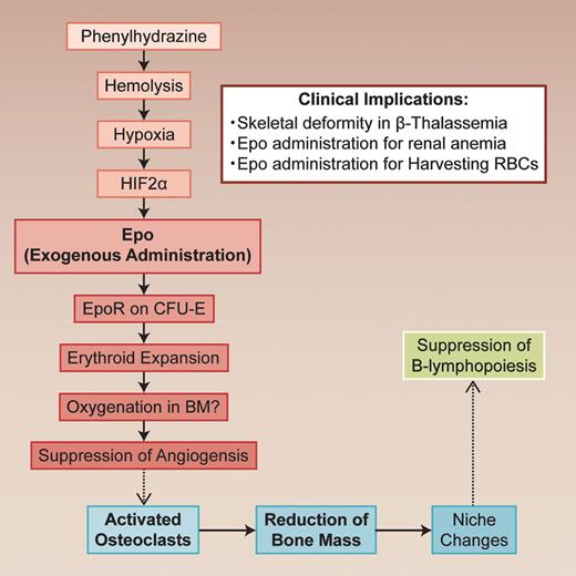 In vivo regulatory nexus in hematopoiesis and bone remodelling. The dotted lines indicate that the mechanisms should be clarified. Professional illustration by Alice Chen.