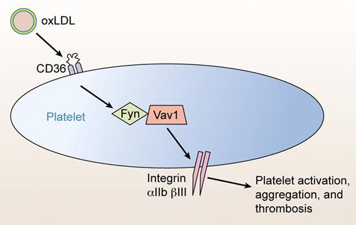 Vav plays a key role in modulating platelet activation. Hyperlipidemia leads to increased plasma levels of oxidized LDL (oxLDL). OxLDL interacts with the scavenger receptor CD36 on the surface of platelets, triggering an intracellular signaling pathway. The Src kinase Fyn phosphorylates Vav isoforms, which in turn increase the sensitivity of platelets to activation. Vav thus provides a mechanistic link between hyperlipidemia and thrombosis. Professional illustration by Kenneth X. Probst.