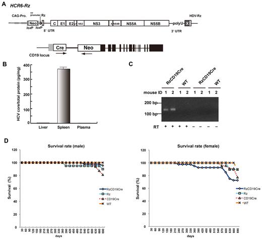 Figure 1. Establishment of RzCD19Cre mice. (A) Schematic diagram of the transgene structure comprising the complete HCV genome (HCR6-Rz). HCV genome expression was regulated by the Cre/loxP expression cassette (top diagram). The Cre transgene was located in the CD19 locus (bottom diagram). (B) Expression of HCV core protein in the liver, spleen, and plasma of RzCD19Cre mice was quantified by core ELISA. Data represent the mean ± SD (n = 3). (C) Detection of HCV RNA in PBLs by RT-PCR. Samples that included the RT reaction are indicated by +, and those that did not include the RT reaction are indicated by −. (D) Survival rates of male and female RzCD19Cre mice (males, n = 45; females, n = 40), Rz mice (males, n = 20; females, n = 19), CD19Cre mice (males, n = 16; females, n = 22), and WT mice (males, n = 5; females, n = 10).