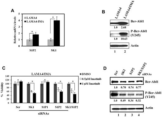 Figure 3. Roles of SK-1/S1P2 signaling in the regulation of Bcr-Abl1 expression and drug resistance in human LAMA-4 CML cells. (A) The mRNA levels of S1P2 and SK-1 were measured (and normalized to the levels of rRNA) using Q-PCR in parental LAMA-4 and drug-resistant LAMA-4/IMA cells. (B) Bcr-Abl1 (total) and P-Bcr-Abl1 (Y245) were examined in LAMA-4 and LAMA-4/IMA (first and second panels lanes 1 and 2, respectively) cells using Western blotting. Actin was used as a loading control (third panel). (C-D). Effects of knockdown of SK-1 and/or S1P2 using siRNAs on imatinib-induced growth inhibition (C) or Bcr-Abl1 (total) and P-Bcr-Abl1 expression (D first and second panels lanes 2-4) compared with controls (lane 1) in LAMA-4/IMA cells were determined using trypan blue exclusion and Western blotting, respectively. These experiments were performed in duplicates, and error bars represent SD. *P < .05 was considered significant. In panels B and D, relative expression levels of Bcr-Abl1 or P-Bcr-Abl1 (normalized to actin levels) are shown below each lane.