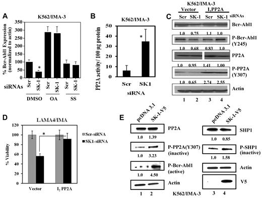 Figure 4. Regulation of Bcr-Abl1 expression levels by SK-1/S1P signaling via the modulation of PP2A. (A) Effects of the down-regulation of SK-1 using siRNA on Bcr-Abl1 protein in the absence/presence of okadaic acid (OA; 10nM) or SS (10μM), inhibitors of PP2A or SHP1, respectively, for 24 hours were determined by Western blotting, and the Scr-siRNA transfected samples were used as controls. Actin was used as a loading control. (B) Activation of PP2A in response to knockdown of SK-1 using siRNA in K562/IMA-3 cell extracts was determined ex vivo using the PP2A activity assay kit. (C) Roles of PP2A activation in the regulation of Bcr-Abl1 and P-Bcr-Abl1 in response to Scr or SK-1 siRNAs were examined in vector controls vs I2PP2A-GFP over-expressing K562/IMA-3 cells using Western blotting (first and second panels lanes 1-2 and 3-4, respectively). Effects of vector-only and I2PP2A overexpression on total and P-PP2A at Y307 (inactive form) in Scr or SK-1 siRNA treated K562/IMA-3 cells were also determined using Western blotting (third and fourth panels lanes 1-2 and 3-4, respectively). Actin was used as a loading control (fifth panel). (D) Role of I2PP2A overexpression in the regulation of cell viability in response to SK-1 siRNA was examined using trypan blue exclusion in drug resistant LAMA-4/IMA cells. (E) Effects of SK-1-V5 overexpression compared with vector-transfections (lanes 2 and 1, respectively) on the total PP2A or SHP1 vs inactive P-PP2A at Y307, or P-SHP1 at S591 (top left and right first and second panels, respectively) were measured by Western blotting. Effects of overexpression of SK-1 compared with vector transfections on the levels of P-Bcr-Abl1 at Y245 were determined by Western blotting (bottom left third panel lanes 2 and 1, respectively). Expression of SK-1-V5 was confirmed using the anti-V5 antibody in Western blotting (bottom right panel), and β-actin was used as a loading control (bottom left third panel). These experiments were performed in duplicates, and error bars represent SD. *P < .05 was considered significant. In panels C and E, relative expression levels of proteins (normalized to actin levels) are shown below each lane.