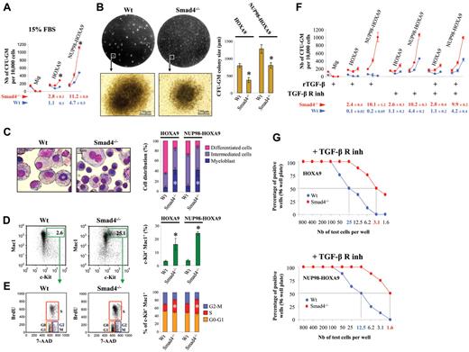 Figure 1. The immortalizing function of HOXA9 and NUP98-HOXA9 is increased in Smad4−/− primitive hematopoietic cells. (A) Lin− cells transduced with HOXA9, NUP98-HOXA9, or the empty vector (Mig) were assessed for immortalization by counting the number of CFU-GM colonies per 10 000 cells. Results shown are from 3 rounds of plating using Wt cells (blue dots) or Smad4−/− cells (red dots), with medium containing 15% of FBS (data show mean ± SEM, n = 4, *P < .01 is measured by Student unpaired t test). The cloning efficiency (number of cells that make colonies) was calculated for the third round of plating (below graphs). (B) Decrease in size of the CFU-GM colonies observed for the third round of plating, by visualization of the plate on a UV-transilluminator and microscopy. Representative pictures of 4 experiments observed under forced expression of NUP98-HOXA9 (left panel). Statistical analysis for HOXA9 and NUP98-HOXA9 (data show mean ± SEM, n = 3, *P < .01 measured by Student unpaired t test; right panel). (C) Increase in the myeloblastic cell population in the Smad4−/− samples detected by May-Grünwald Giemsa staining of cytospun cells that constitute the CFU-GM colonies. Representative picture of the staining observed under forced expression of NUP98-HOXA9 (left panel). Statistical comparison between HOXA9 and NUP98-HOXA9 samples (mean ± SEM, n = 3, *P < .01 measured by Student unpaired t test; right panel). (D) Increase of the c-Kit+ primitive subpopulation in Smad4−/− bone marrow (BM) by FACS analysis. Representative FACS data observed under forced expression of NUP98-HOXA9 (left panel). Statistical comparison between HOXA9 and NUP98-HOXA9 samples (mean ± SEM, n = 3, *P < .01 measured by Student unpaired t test; right panel). (E) BrdU and 7-AAD staining showing increased percentage of cells in S phase among c-Kit+ primitive subpopulation in Smad4−/− BM. Representative FACS data observed under forced expression of NUP98-HOXA9 (left panel). Statistical comparison (right panel) between HOXA9 and NUP98-HOXA9 samples (mean ± SEM, n = 3, *P < .01 measured by Student unpaired t test). (F) CFU assay with medium supplemented with 10 ng/mL of the recombinant TGF-β (rTGF-β), with a TGF-β–free medium (M3236) supplemented with TGF-β receptor kinase inhibitor (TGF-β R inh) or both rTGF-β and TGF-β R inh (mean ± SEM, n = 3, *P < .01 measured by Student unpaired t test). The cloning efficiency (number of cells that make colonies) was calculated for the third round of plating (below graphs). (G) The growth capacity of HOXA9- and NUP98-HOXA9–transduced Smad4−/− cells is increased compared with Wt cells. Limiting dilution assay was done by plating HOXA9 or NUP98-HOXA9–transduced cells in 96-well culture plates, cells were maintained in SFEM medium, and supplemented with the TGF-β receptor kinase inhibitor (+ TGF-β R inh).